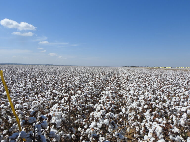 Algodão se valoriza no mercado interno na semana