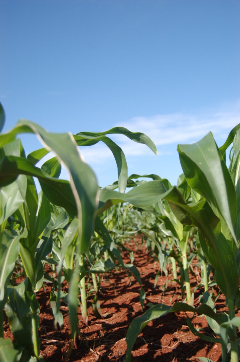 Milho no MT: melhora ao produtor a relação de troca com o fertilizante