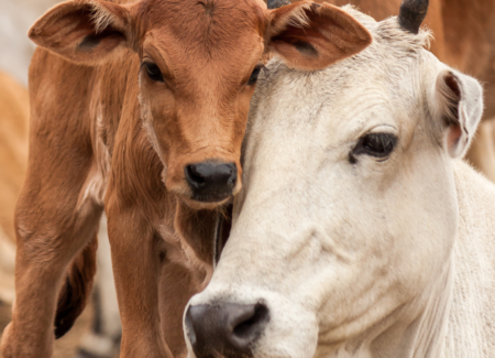 Qual a melhor raça para produção de bezerros?