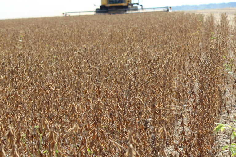 MT tem recorde de produtividade média da soja
