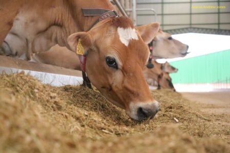 Nutrição adequada das vacas na transição evita doenças