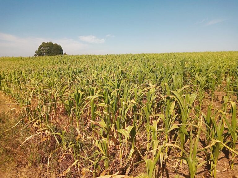 Governo anuncia crédito emergencial para ajudar famílias atingidas pela seca no estado gaúcho
