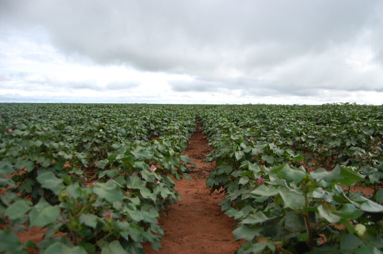 Algodão no MT com estimativa de aumento da produtividade em 12,27%