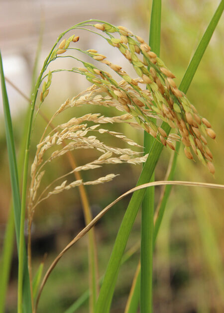 Arroz vive época de preços acomodados e esperança nos embarques