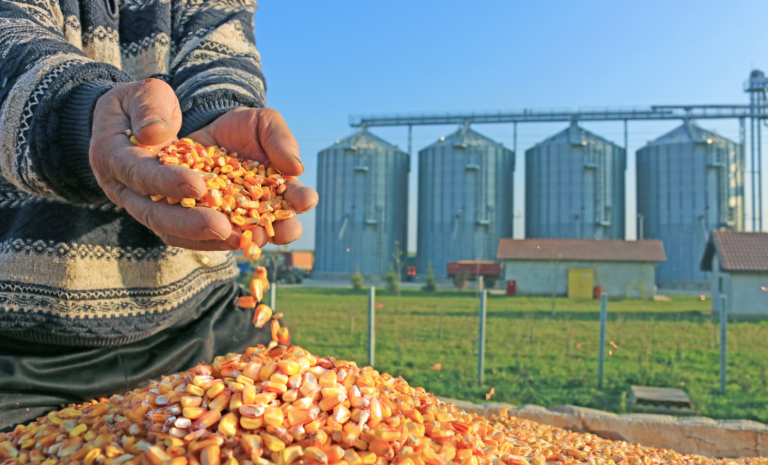 Milho: o grão que revoluciona o Brasil