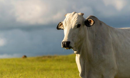 A IATF não é uma coisa banal; ela unifica várias tecnologias