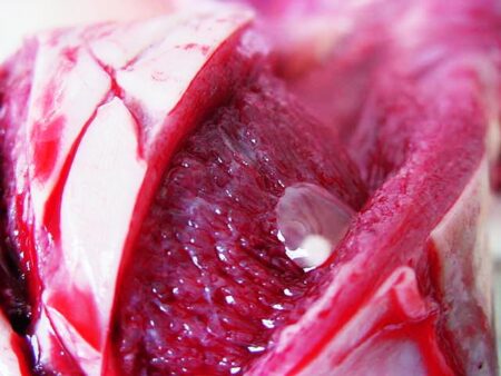 Cisticercose assusta pecuaristas no Paraná