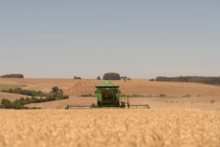 Novidades em trigo trazem mais rentabilidade no inverno