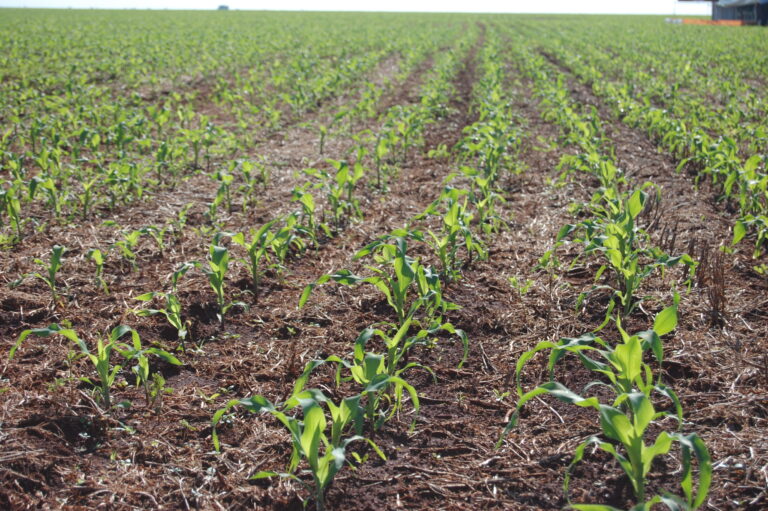 Área da safrinha de milho pode crescer 5,3%