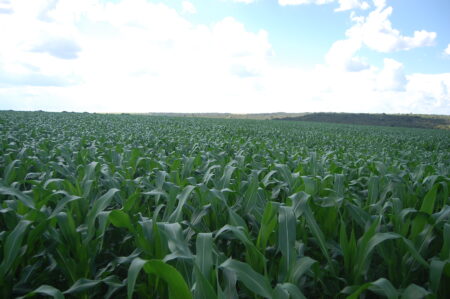 Milho: avançam o plantio da safrinha e as exportações