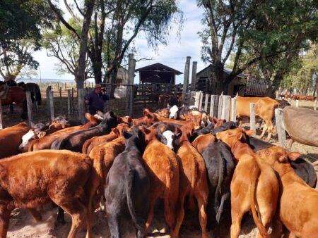 Pecuária 2023: a busca por bons hábitos