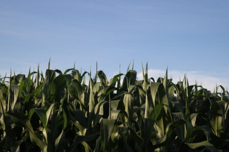 Aumenta a procura chinesa pelo milho americano