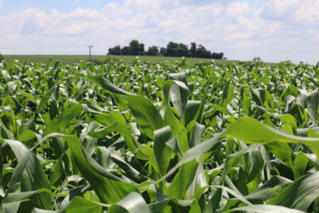 Recuos do milho em Campinas e de soja em Chicago e Paranaguá