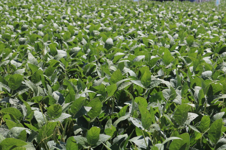 Soja em Chicago impactada pela volta da peste suína africana na China