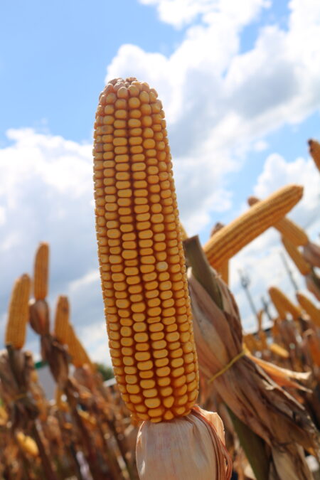 Milho na expectativa do acordo no Mar Negro