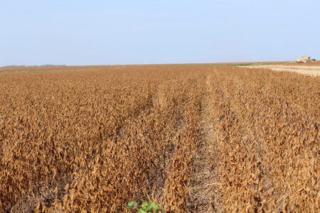 Clima favorável à safra americana de soja pode influenciar Chicago para baixo