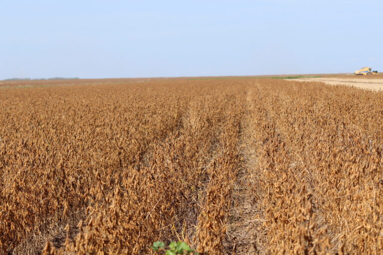 Clima favorável à safra americana de soja pode influenciar Chicago para baixo
