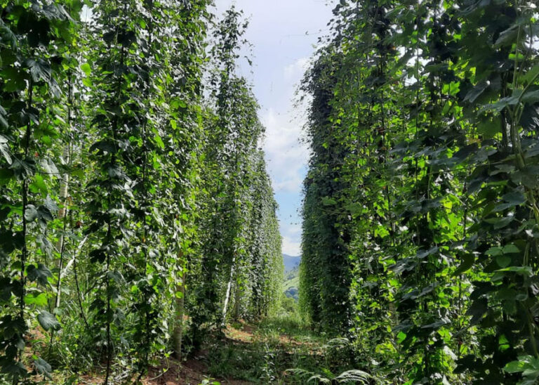 Bioinsumo pode ajudar até no sabor da cerveja