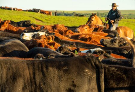 Seca no RS provoca queda de 40% nos remates de gado de corte