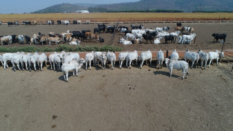 Um bom contrato de engorda é a chave do sucesso no boitel