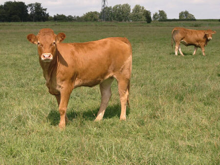 Qual a vantagem e desvantagem ao trocar Limousin por Angus no cruzamento com Nelore?