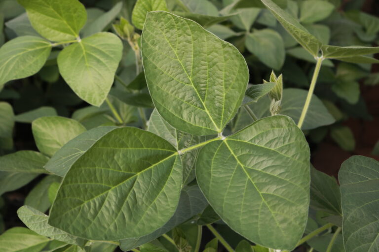 Soja: Chicago reage bem aos novos números da safra americana