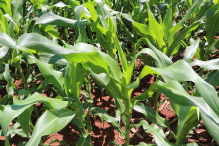 Pressão de oferta de milho leva o preço para baixo em Chicago e no Brasil