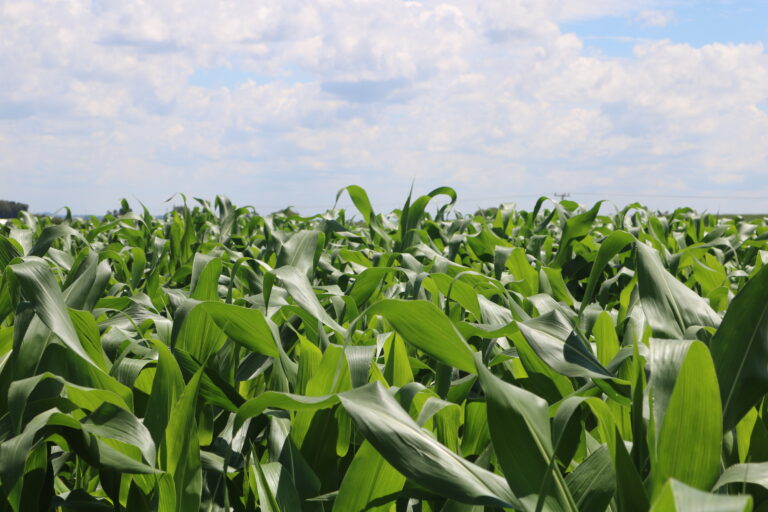 Mercado do milho melhora após os números do USDA para a safra americana