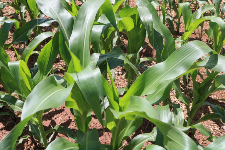 Milho em alta em Chicago após números do USDA. No Brasil, caiu