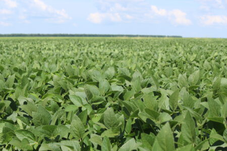 Produtores já venderam 4,32% da safra de soja 2023/2024