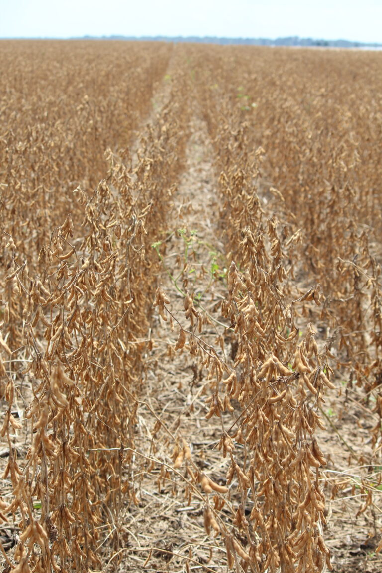 Soja: diante de prêmios negativos, produtor segura a produção