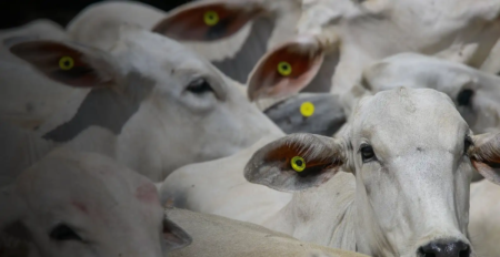 Mercado cobra rastreabilidade dos animais de recria