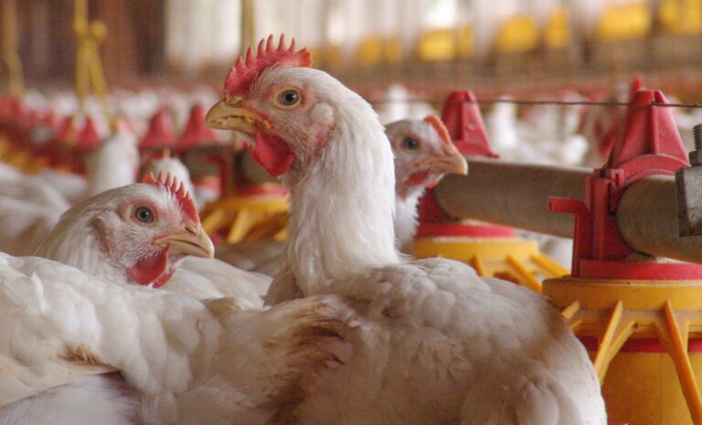 Influenza Aviária: mercado mundial reconhece excelência da sanidade do país