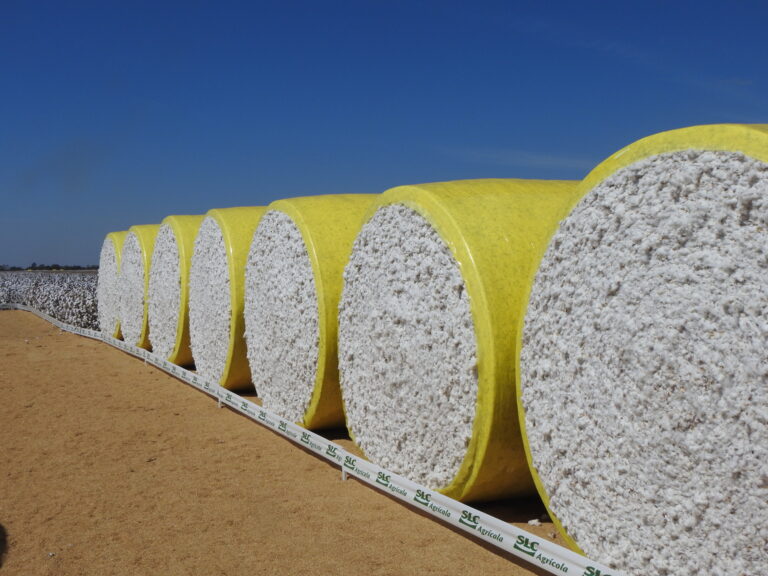 Algodão: preços domésticos sobem com demanda trabalhando pontualmente