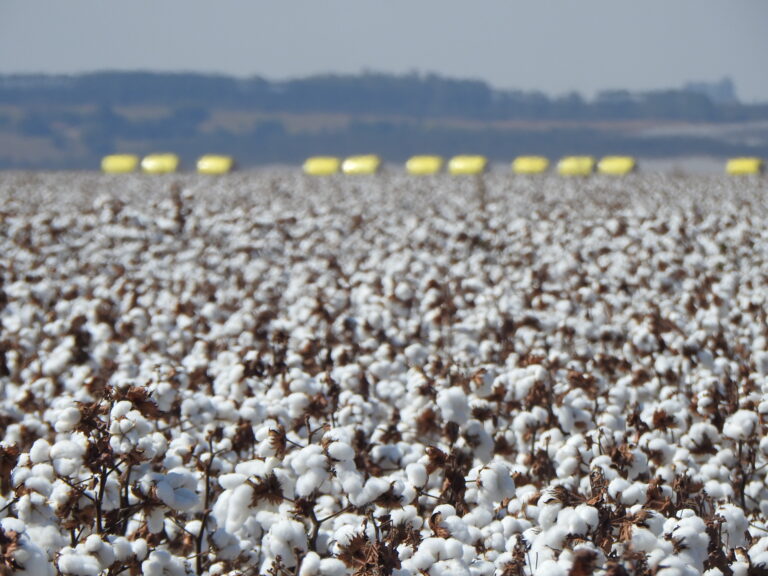 Algodão não consegue sustentar ganhos e recua. Vendas estão lentas