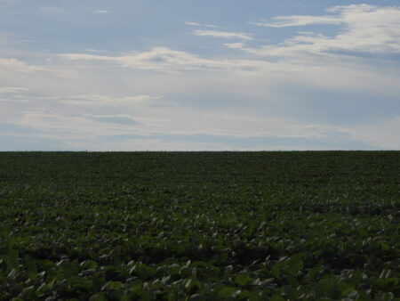 Soja: previsão do USDA para aumento da produção brasileira vai pressionar cotações