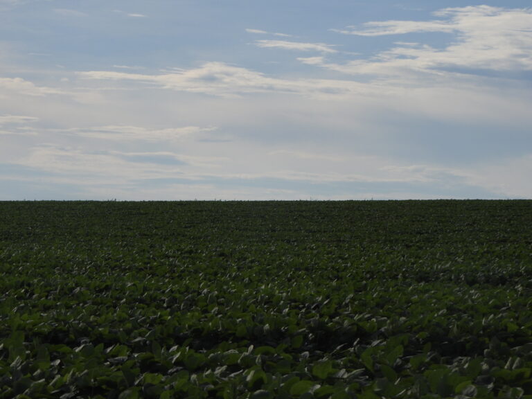 Soja: previsão do USDA para aumento da produção brasileira vai pressionar cotações
