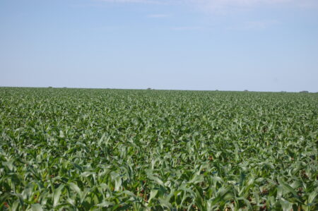 Milho no MT: comercialização da safra 2023/24 segue tímida e com saca a R$ 41