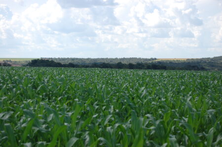 Milho: plantio americano e safrinha brasileira seguem em ótimo desenvolvimento