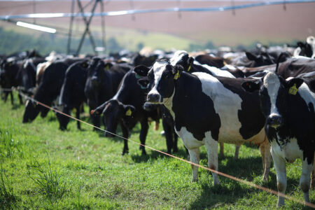 Raças Leiteiras puxam vendas de sêmen bovino