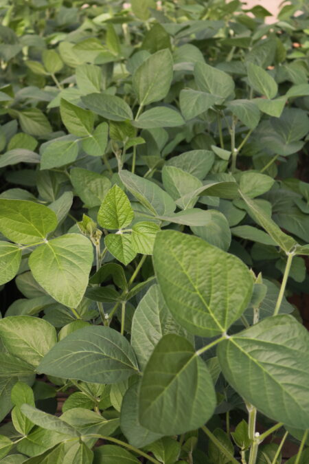 Soja: quebra argentina gera déficit de farelo e óleo e proporciona boas oportunidades ao Brasil