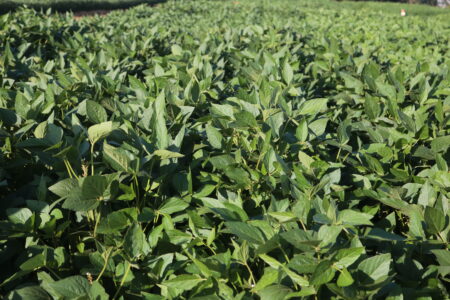 Chineses dão preferência à soja brasileira em razão do preço mais atrativo