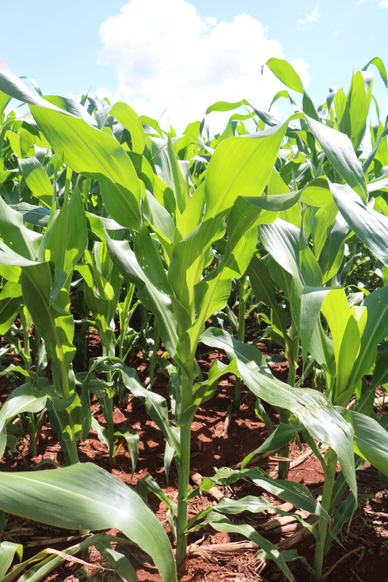 Milho: exportações brasileiras menores já no aguardo da safrinha