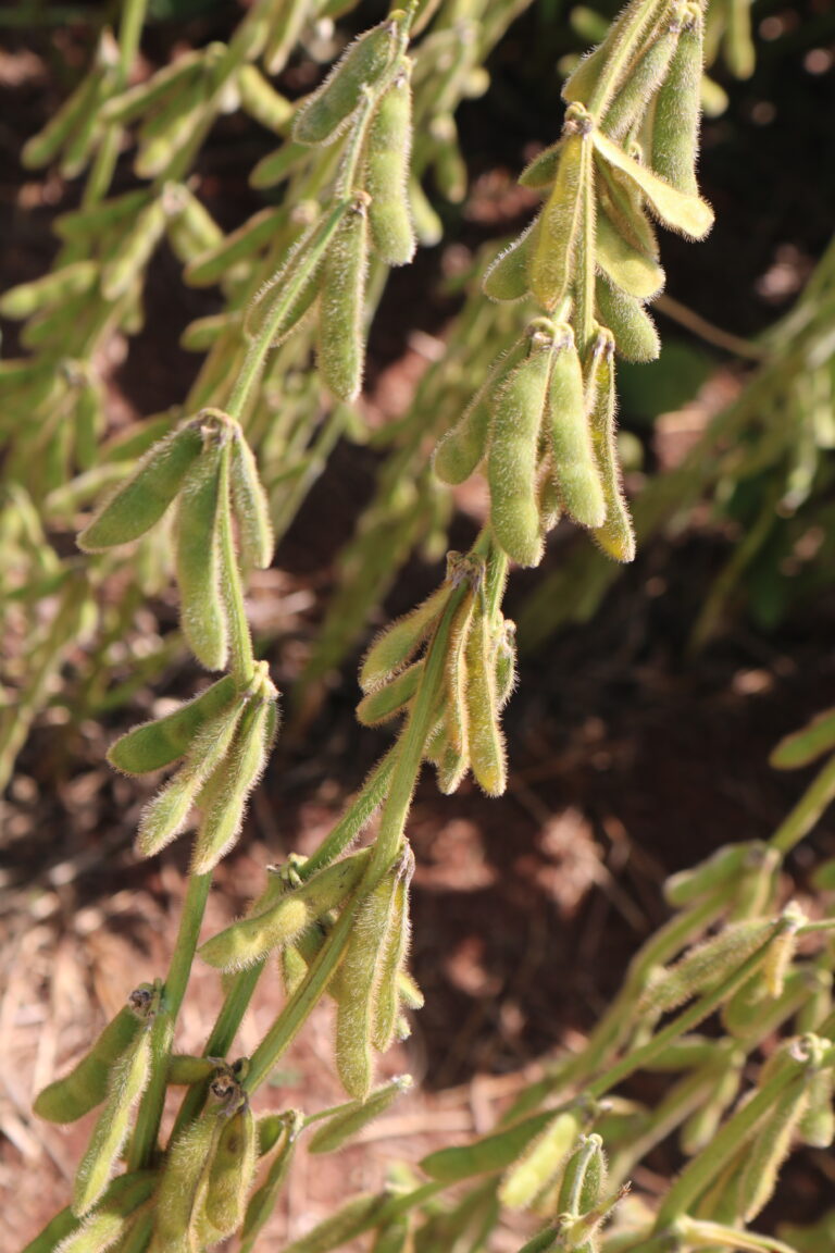 Soja: clima favorável às lavouras dos EUA e a economia daquele país influenciam Chicago para baixo