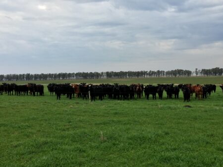 Arroba vai se recuperar apenas na virada de 2024 para 2025