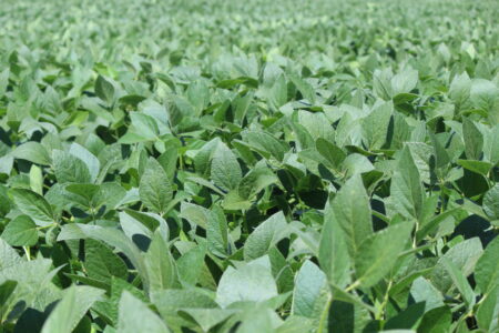 Clima (ruim) nas lavouras e também na economia dos EUA melhoram a soja em Chicago