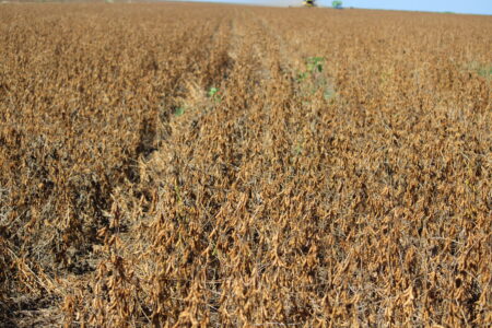 Biodiesel de B10 para B12 aumenta a demanda por soja, e esmagamento é ampliado