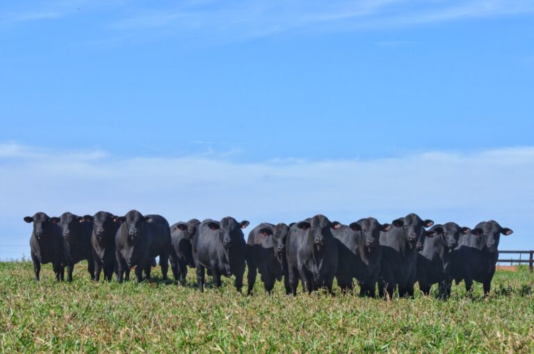 “Caminhos da pecuária competitiva: Dia de Campo e Leilão Virtual Brangus HP” disserta sobre desafios e oportunidades da pecuária nacional