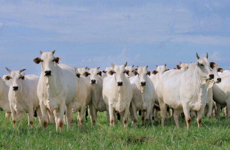 Referência em melhoramento genético, Beabisa abre as porteiras para oferta de fêmeas Nelore