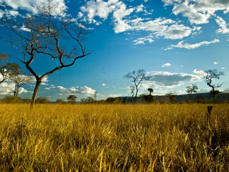 Desmatamento no Cerrado cresce 83% em maio, aponta MMA